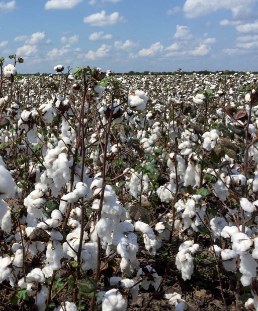 GM Cotton: Can We Restore the Technology?